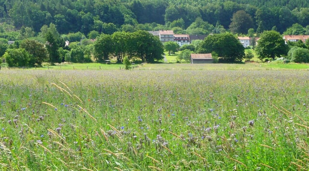 Phacelia cultivation as catch crop
